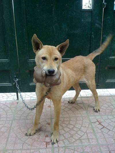 "Ngỡ ngàng" chuyện kể giao thừa của một thanh niên Mỹ (kỳ II) - 14 Lửa cháy đượm, mọi người bảo đó là điềm may