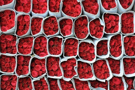 Một người đàn ông bán bóng bay hình trái tim ở thành phố Islamabad (Pakistan).