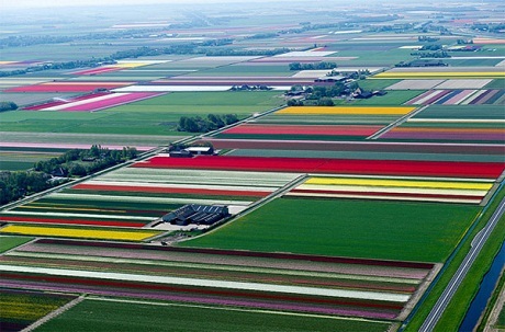 Vẻ đẹp diễm lệ của những thảm hoa tulip vào mùa - 12 Pi Uy