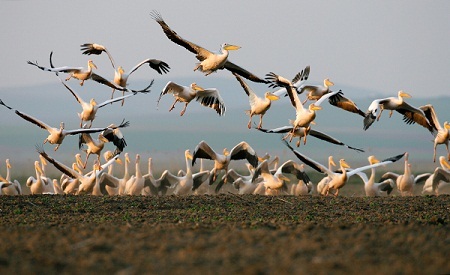 Rực rỡ những lễ hội mùa xuân