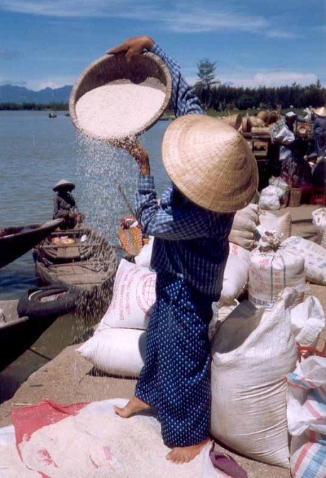 Kiểm tra chất lượng gạo