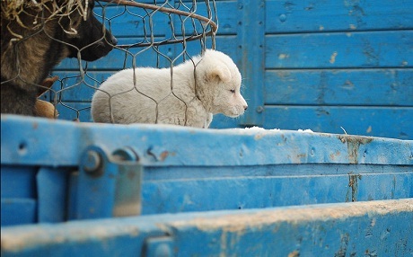 "Xe tải của bố" của Việt Nam tham dự LHP Berlin 2013 - 2 Xe tải của bố của Việt Nam tham dự LHP Berlin 2013