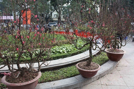 Chuyện kể hài hước về Tết Hà Nội của một thanh niên Mỹ - 24 Những chậu hoa đào này.
