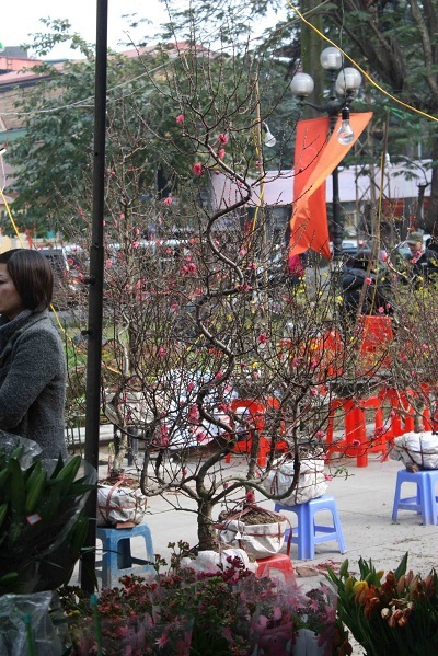 Chuyện kể hài hước về Tết Hà Nội của một thanh niên Mỹ - 25 Cành càng được uốn lượn tạo kiểu thì càng đắt. Mỗi một cây như thế này đều có giá hơn 100 đô la.