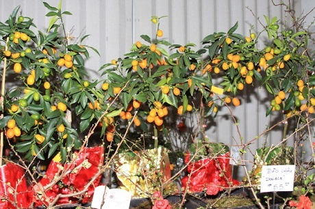 Cây quất do không hợp thổ nhưỡng và khí hậu nên quả dài như quả nhót