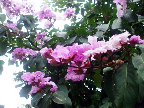 Tản mạn Cần Thơ - 4 Tản mạn Cần Thơ