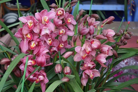 Chuyện kể hài hước về Tết Hà Nội của một thanh niên Mỹ - 28 Phong lan được người dân ưa chuộng lắm nhưng giá thì không hề rẻ chút nào.