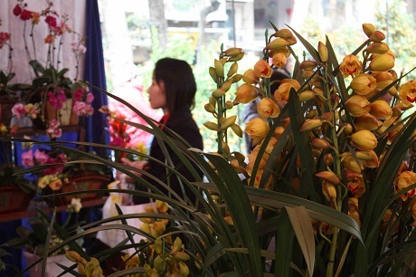 Chuyện kể hài hước về Tết Hà Nội của một thanh niên Mỹ - 29 Ở góc này thì bán toàn quất. Cảm giác cả góc phố bùng lên những đốm lửa nhỏ khi bạn lái xe vụt qua.