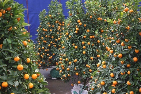 Chuyện kể hài hước về Tết Hà Nội của một thanh niên Mỹ - 30 Ở góc này thì bán toàn quất. Cảm giác cả góc phố bùng lên những đốm lửa nhỏ khi bạn lái xe vụt qua.