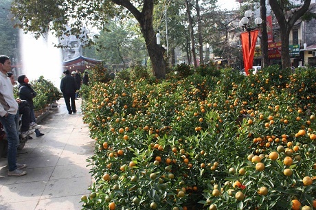 Chuyện kể hài hước về Tết Hà Nội của một thanh niên Mỹ - 32 Ở góc này thì bán toàn quất. Cảm giác cả góc phố bùng lên những đốm lửa nhỏ khi bạn lái xe vụt qua.