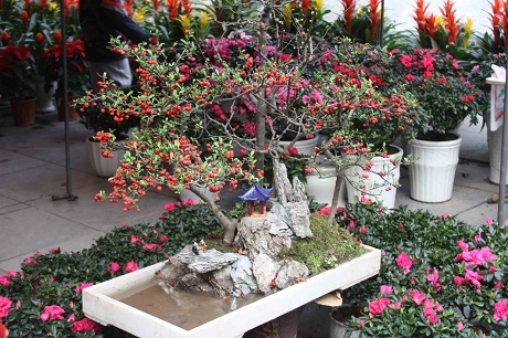 Chuyện kể hài hước về Tết Hà Nội của một thanh niên Mỹ - 34 Củ cải đỏ nhỏ xinh, giá 20 đô la một củ nhé.