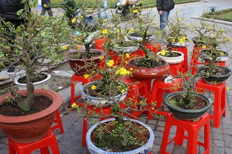 Chuyện kể hài hước về Tết Hà Nội của một thanh niên Mỹ - 36 Củ cải đỏ nhỏ xinh, giá 20 đô la một củ nhé.
