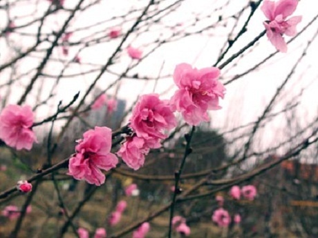 Những nét riêng của Tết Việt trong mắt thế giới - 1 Những nét riêng của Tết Việt trong mắt thế giới