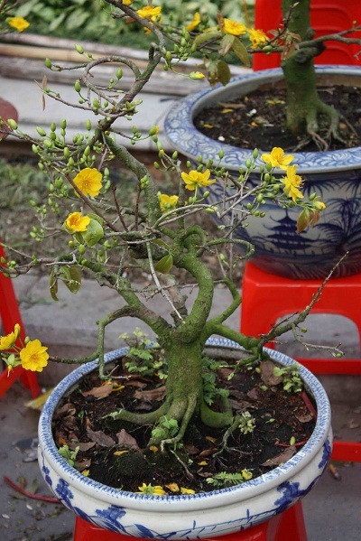 Chuyện kể hài hước về Tết Hà Nội của một thanh niên Mỹ - 37 Củ cải đỏ nhỏ xinh, giá 20 đô la một củ nhé.