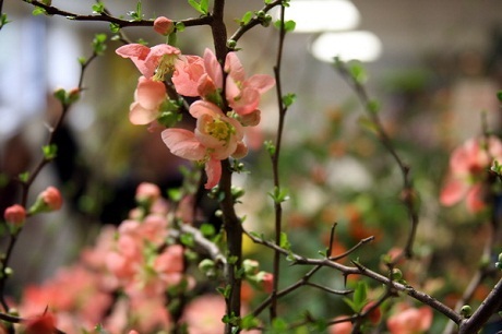 Hoa đào được trồng ngay tại Mỹ với giống hoa có tên tiếng Anh là Quince - cây mộc qua