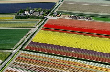 Vẻ đẹp diễm lệ của những thảm hoa tulip vào mùa - 9 Pi Uy