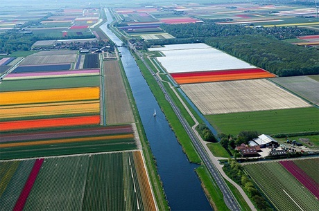 Vẻ đẹp diễm lệ của những thảm hoa tulip vào mùa - 8 Pi Uy