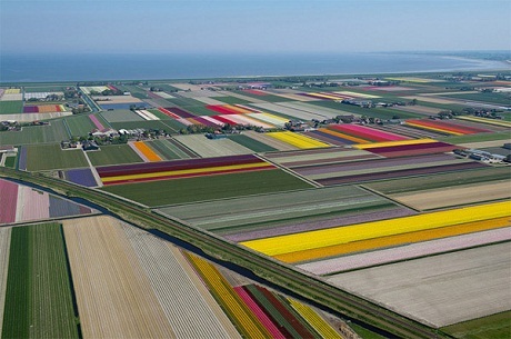 Vẻ đẹp diễm lệ của những thảm hoa tulip vào mùa - 7 Pi Uy