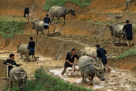 “Con trâu đi trước, cái cày theo sau”, những người đàn ông H’Mông Đen đang làm ruộng
