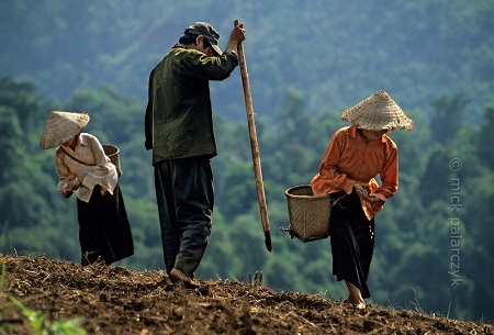 Chọc lỗ tra hạt ở thung lũng Nậm Mức, Lai Châu