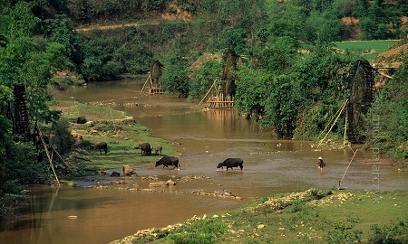 Trẻ chăn trâu băng qua sông Nậm La