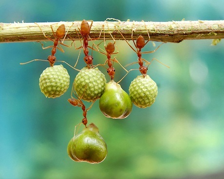 Hai nhiếp ảnh gia Việt Nam lọt vào chung kết giải Ảnh của Mỹ - 7 Thế giới tự nhiên – Những chú kiến nhặt hạt về tổ.