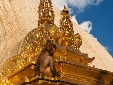 Báo Mỹ khuyên "nên một lần trong đời đi bộ trên phố cổ Hà Nội" - 11 Nepal – Đến thăm đền thờ khỉ thần Swayambhunath Stupa được xây dựng từ thế kỷ thứ 5.