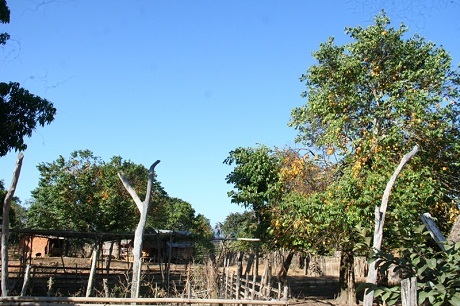 Những cây khế, me trĩu quả không có người hái