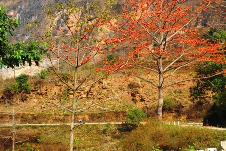 Cũng gợi về một một kỷ niệm không mấy vui là hình ảnh hoa gạo trong thơ Khải Nguyên: