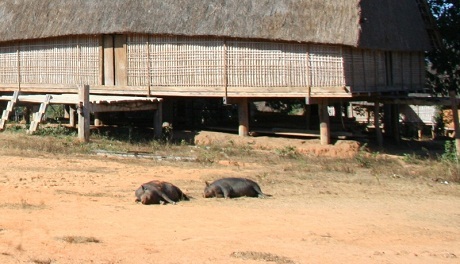 Lợn, dê thoải mái nằm ngủ, kiếm ăn