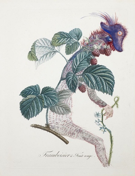 Ngắm tranh tĩnh vật siêu thực của danh họa Salvador Dali - 4 Bức “Raspberry Bush” (Bụi mâm xôi)