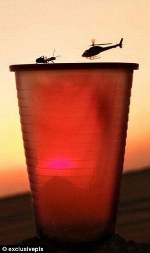 Thú vị với những bức ảnh gây ảo giác - 8 Một chú kiến đối đầu với một chiếc trực thăng.