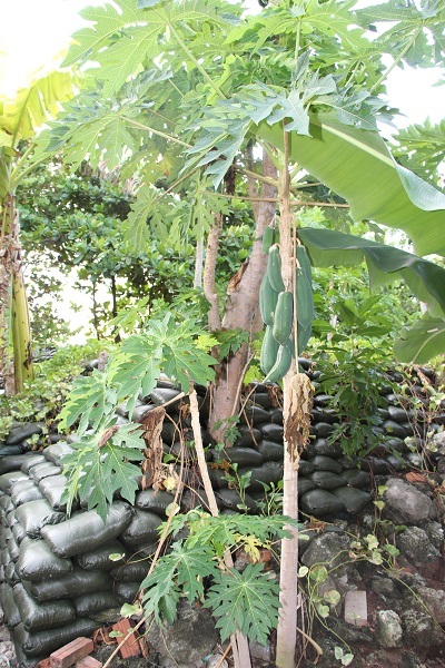 Đu đủ vẫn đơm quả bên hầm