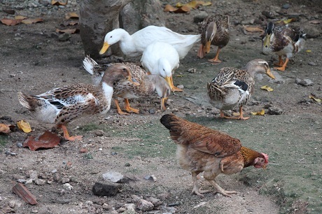 Đàn gà vịt giúp cải thiện bữa ăn.