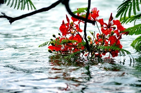 Hè đến nhớ về một loài hoa - 1 Hè đến nhớ về một loài hoa