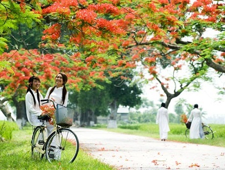 Hè đến nhớ về một loài hoa - 4 Hè đến nhớ về một loài hoa