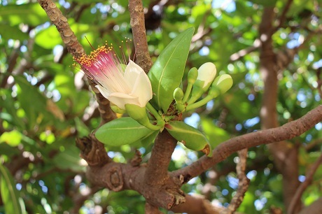 Hoa bàng vuông, loài hoa hiếm hoi chỉ có ở Trường Sa, điểm độc đáo là chỉ nở về đêm.