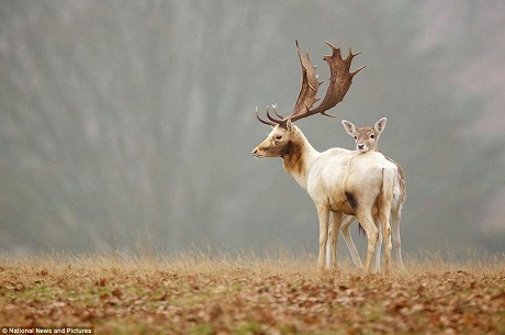 Cuộc sống tươi đẹp - 4 Phóng viên ảnh người Anh Mark Bridger và tác phẩm “Fallow Love” (Tình yêu nơi hoang dã).