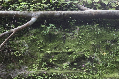 Phát hiện thành phố cổ 1.200 năm tuổi ở Campuchia - 1 Hình Đức Phật được tạc vào vách núi, qua nhiều năm, rêu đã phủ dày.