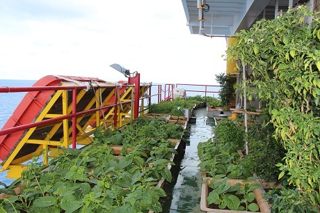 Rau xanh trên giàn khoan DK 1 của lính đảo.