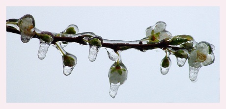 Hoa mận trong băng giá - Chu Thu Hảo