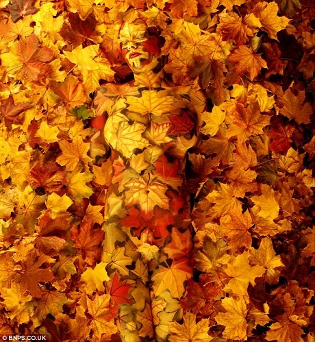 Một tác phẩm lấy cảm hứng từ đề tài thiên nhiên.