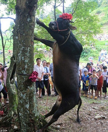 Báo Anh viết về nghi lễ “treo cổ bò” kinh dị ở Trung Quốc