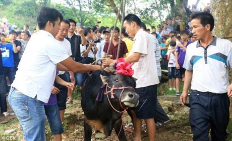 Báo Anh viết về nghi lễ “treo cổ bò” kinh dị ở Trung Quốc