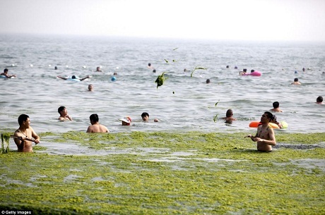 Hình ảnh rùng mình về danh thắng một thời của Trung Quốc - 7 Nếu ở phương Tây có trò ném tuyết vào mùa đông thì người dân Thanh Đảo có trò ném tảo khi tắm biển.