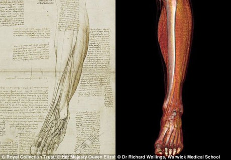 Bó cơ ở vai và cánh tay cùng xương bàn chân.