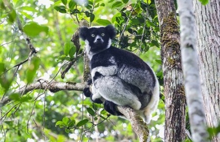 Một loài Vượn cáo tại Vườn Quốc gia Andasibe-Mantadia, Madagascar