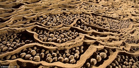 Báo Anh "kêu gọi" khách du lịch đến hang Sơn Đoòng của Việt Nam - 11 Lòng hang còn có hẳn một khu rừng.