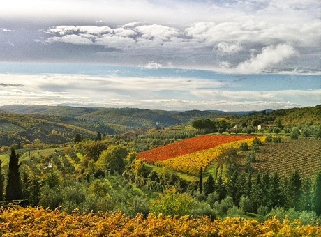 Mùa thu ở Chianti, Tuscany, Ý là
mùa thu hoạch nho, ô liu, nấm…
