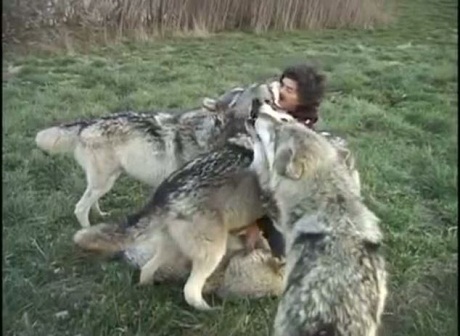 Video đàn sói "ôm hôn" nhiếp ảnh gia gây sốt - 2 Nhiếp ảnh gia người Mỹ Monty Sloan được những chú sói xám khổng lồ chạy lại hôn.